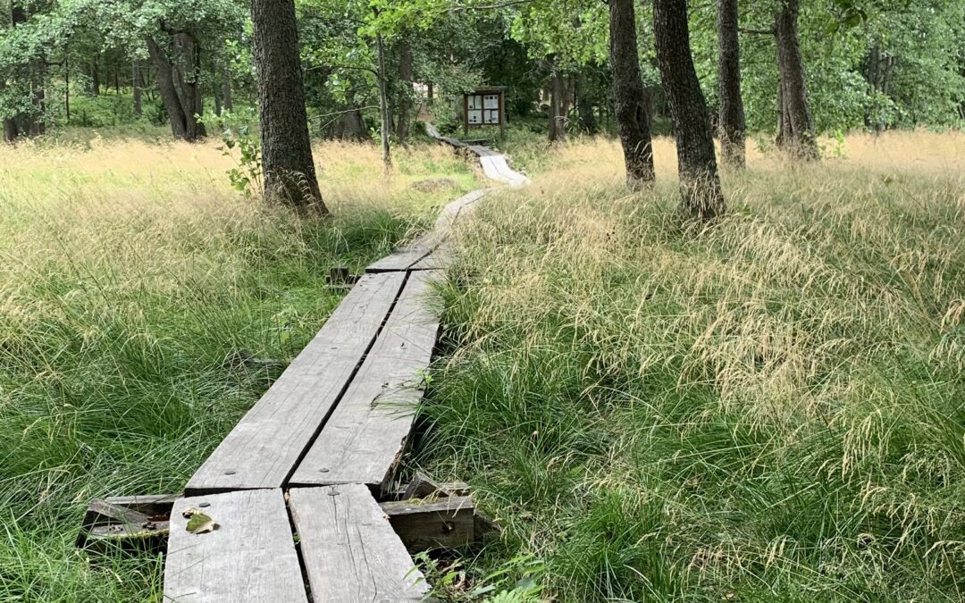 Palveluverkkoa päättäessämme teemme myös palveluksen aivoterveydelle